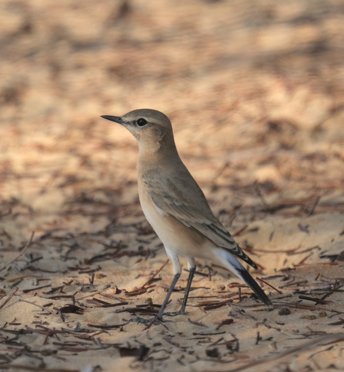 Isabelline Wheatear - ML608422975