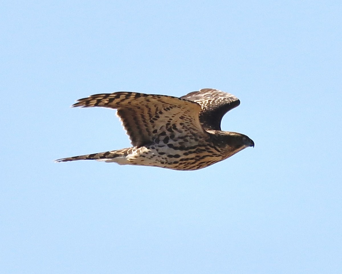 American Goshawk - ML608423049