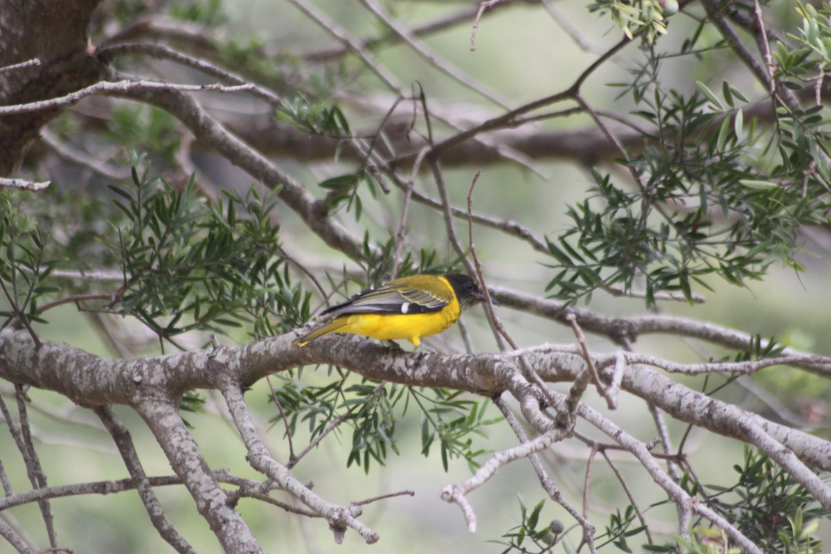 African Black-headed Oriole - ML608423161