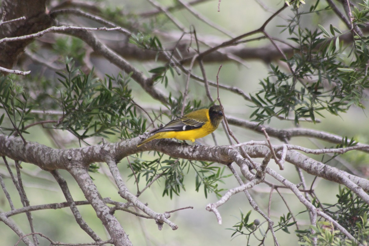 African Black-headed Oriole - ML608423162