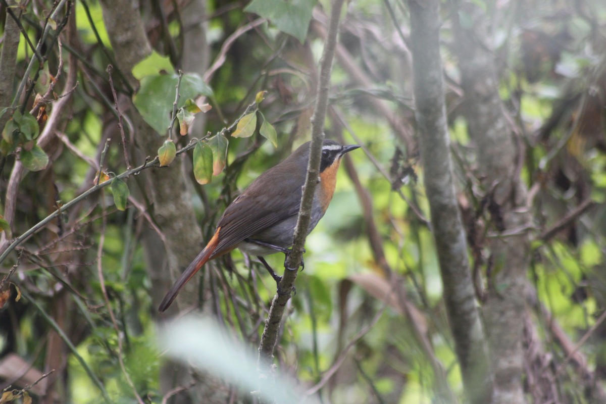 Cape Robin-Chat - ML608423164