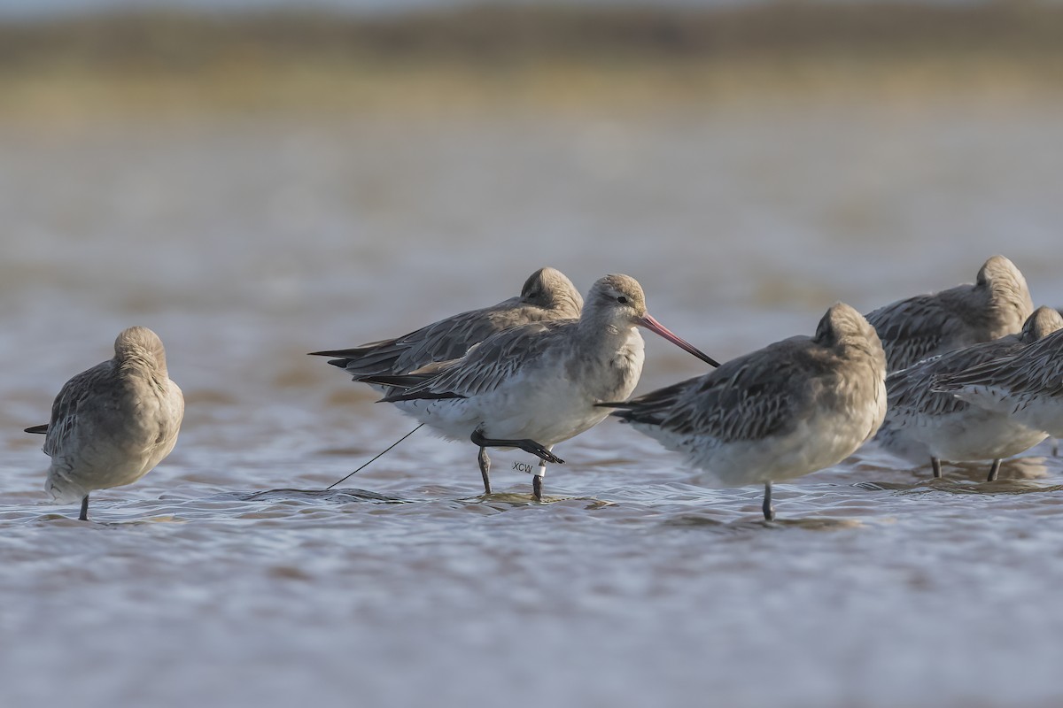 Bar-tailed Godwit - ML608423190