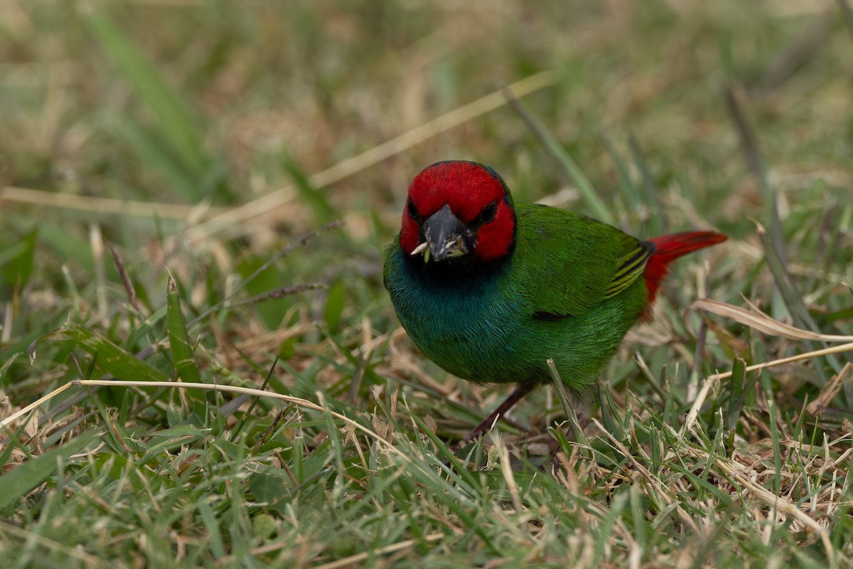 Fiji Parrotfinch - ML608423211