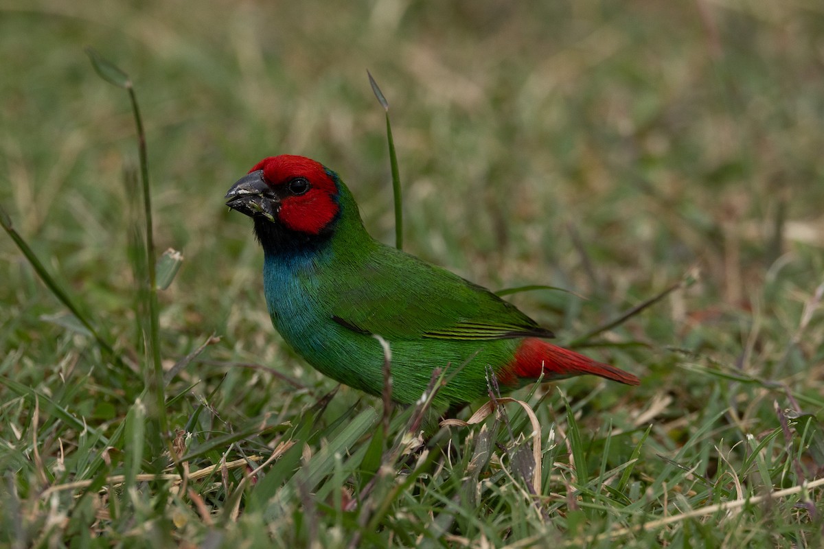 Fiji Parrotfinch - ML608423213