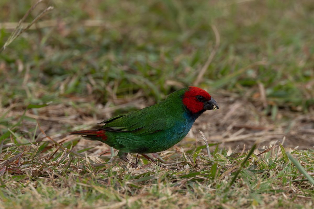 Fiji Parrotfinch - ML608423215