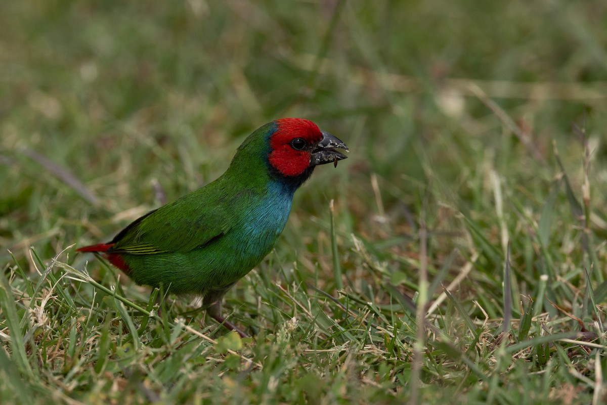 Fiji Parrotfinch - ML608423218