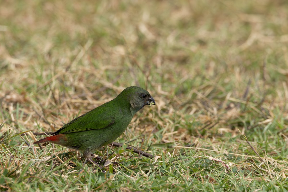 Fiji Parrotfinch - ML608423220