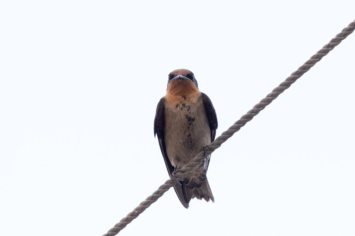 Pacific Swallow - ML608423243