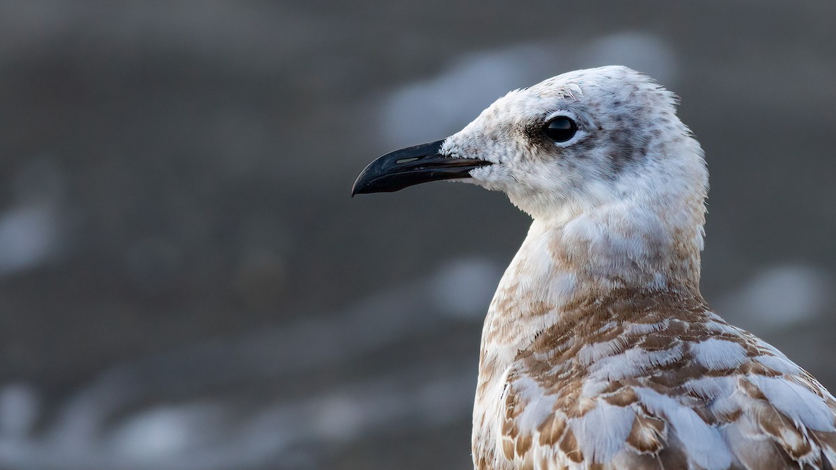 Mediterranean Gull - Lukasz Ifczok