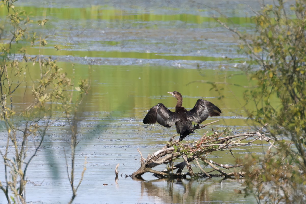 Pygmy Cormorant - ML608423363