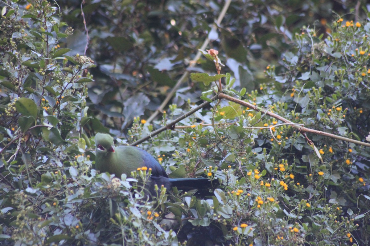 turako přílbový (ssp. corythaix) - ML608423371