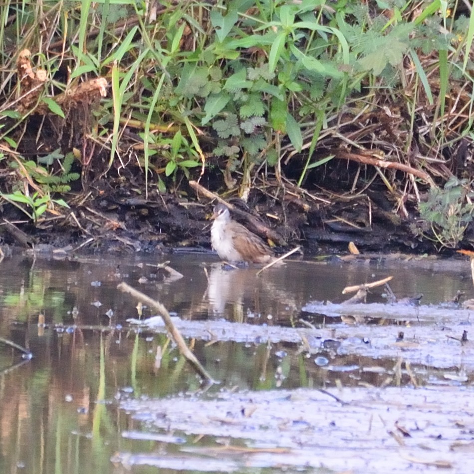 White-browed Crake - ML608423403