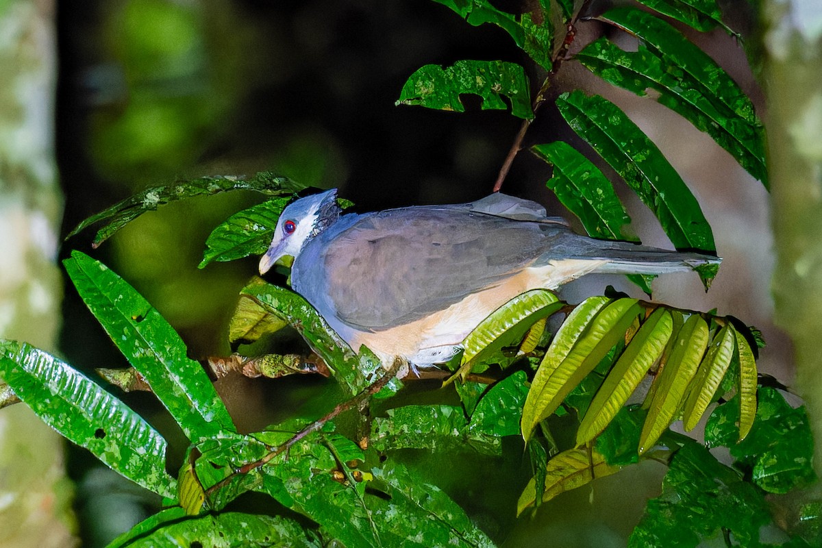 Thick-billed Ground-Pigeon - ML608423409