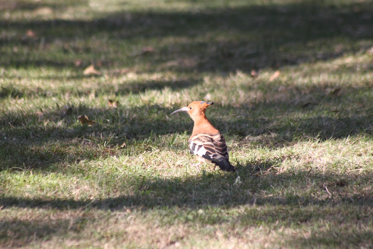 Eurasian Hoopoe (African) - ML608423452