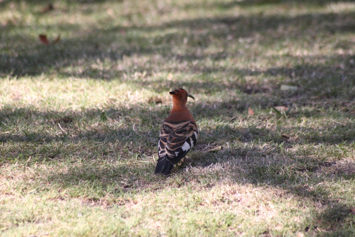 Eurasian Hoopoe (African) - ML608423453