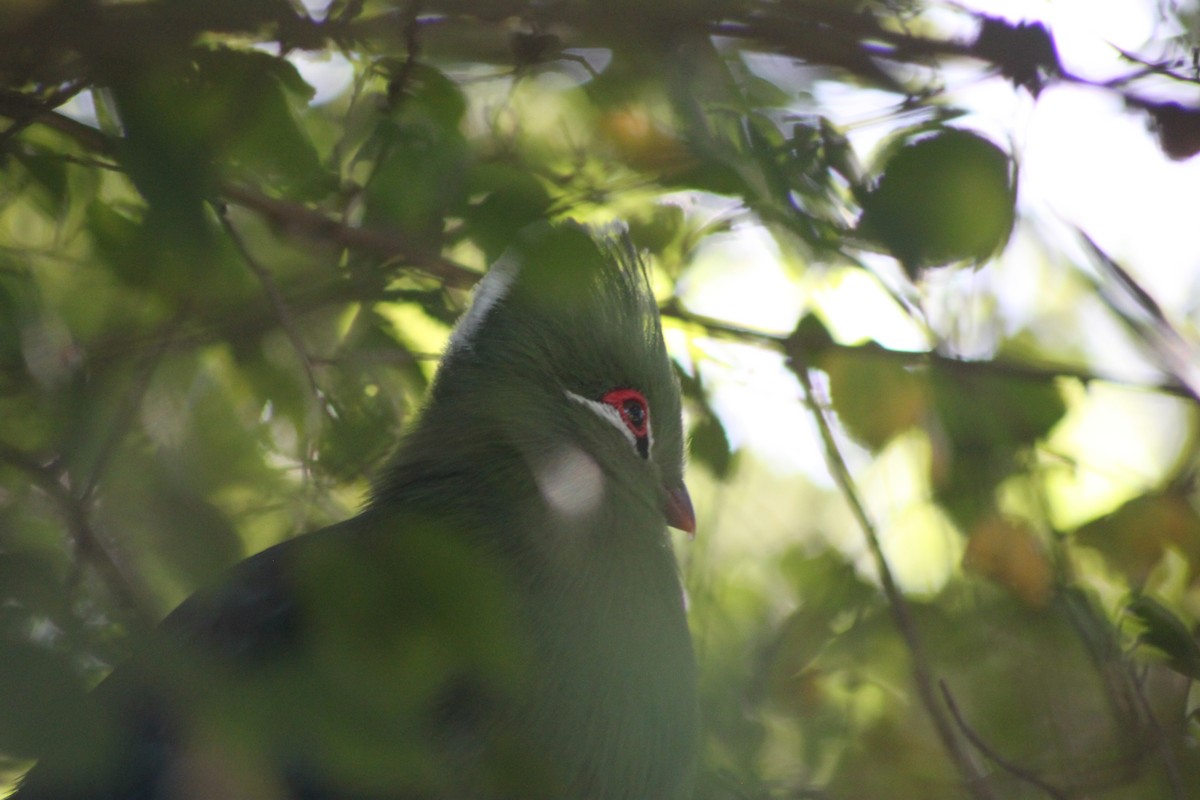 Touraco louri (corythaix) - ML608423454