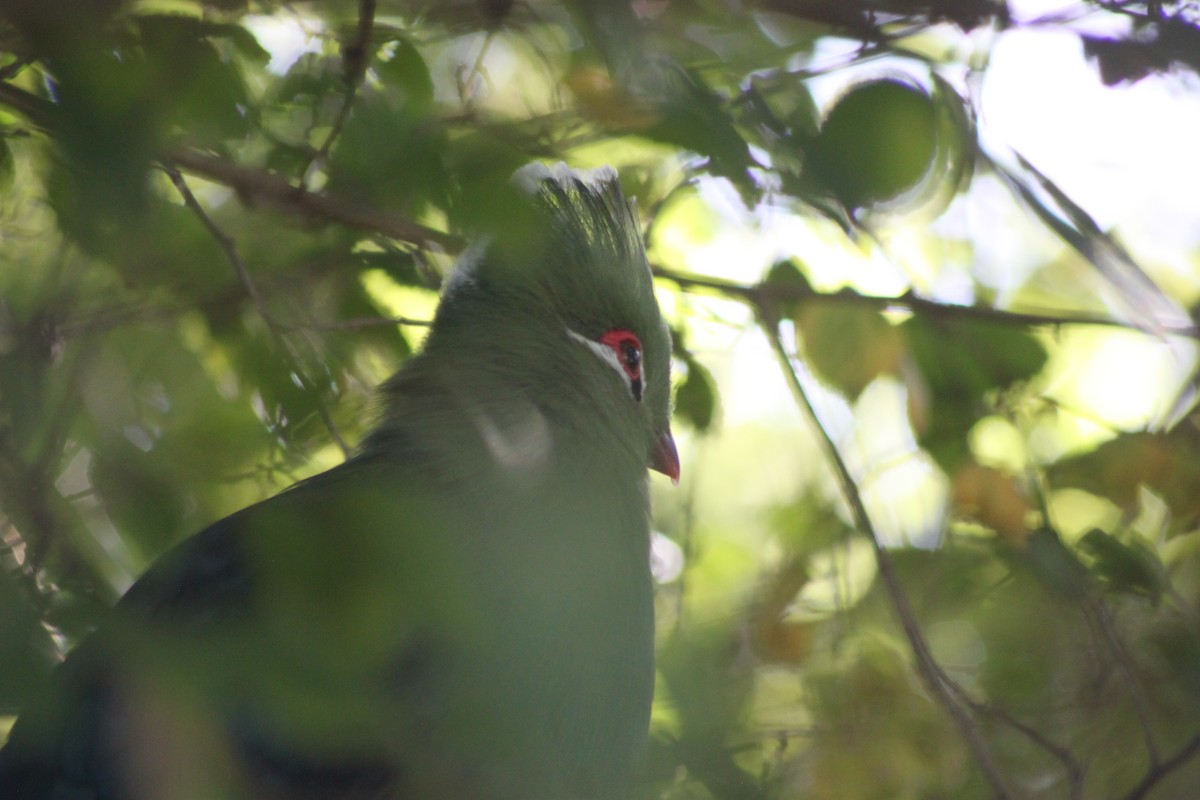 Touraco louri (corythaix) - ML608423455