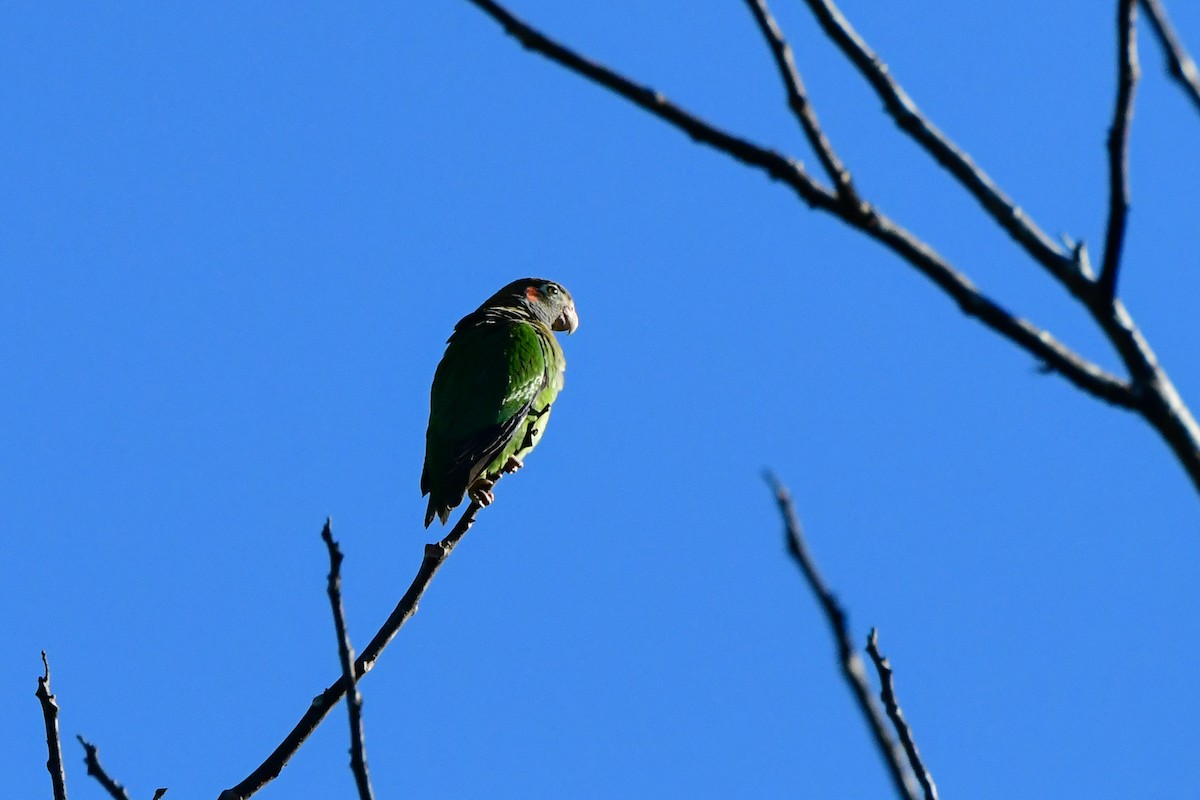 Brown-hooded Parrot - Maryse Neukomm