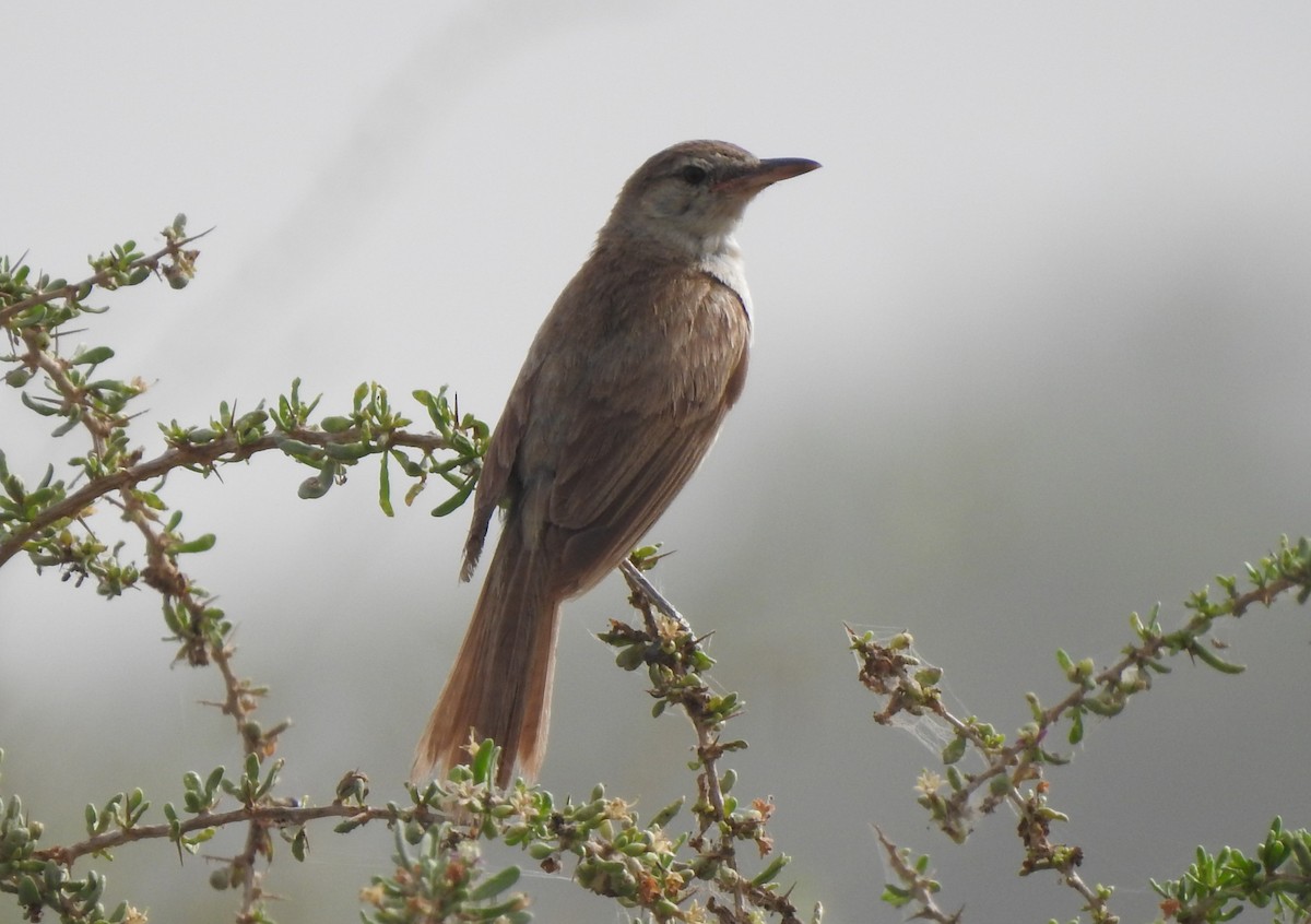 Clamorous Reed Warbler - Philip Steiner