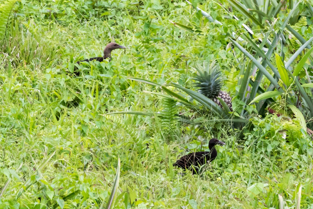 Woodford's Rail - ML608423510