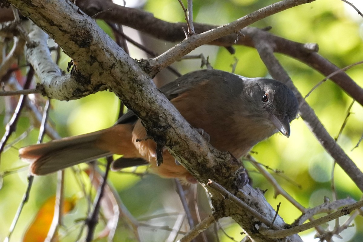 Rufous Shrikethrush - ML608423523