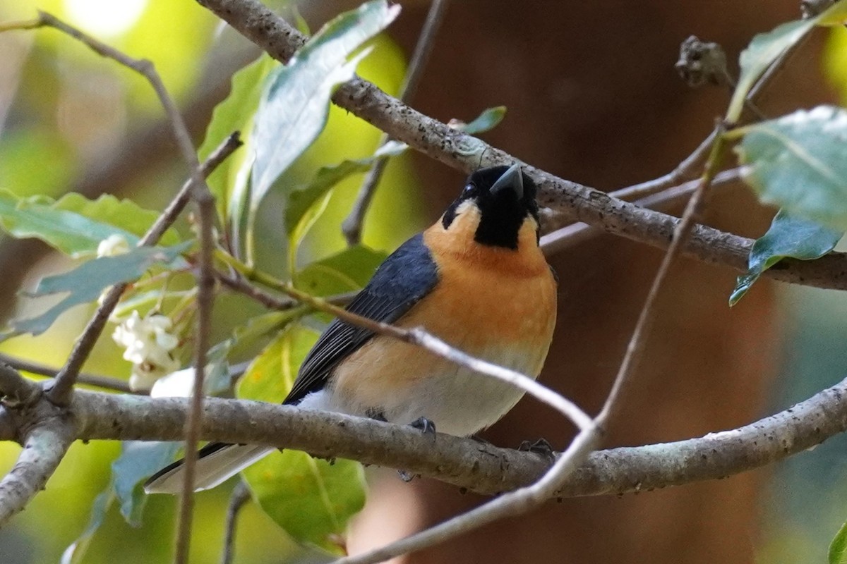 Spectacled Monarch - ML608423545