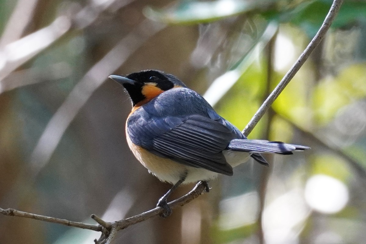 Spectacled Monarch - ML608423546