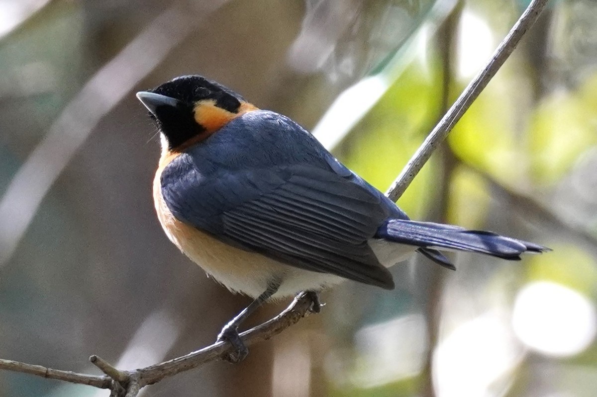 Spectacled Monarch - ML608423547