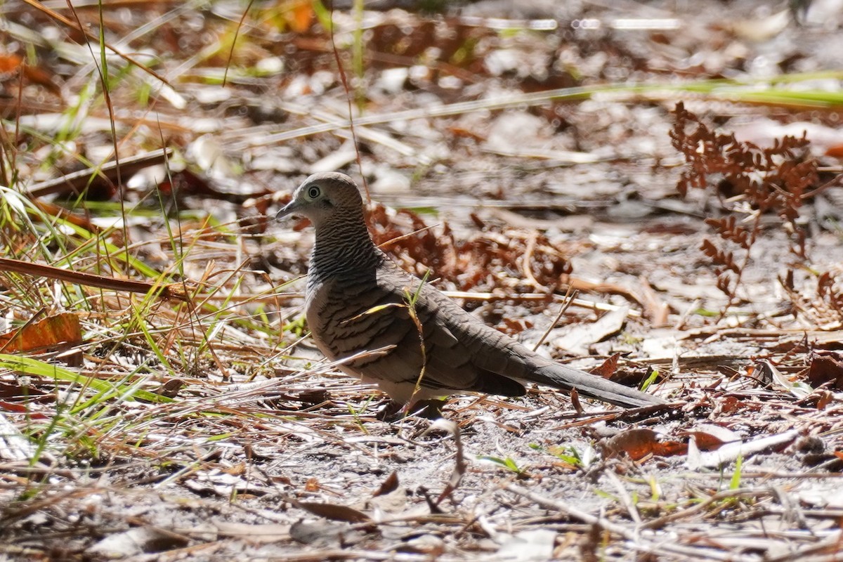 Peaceful Dove - ML608423579