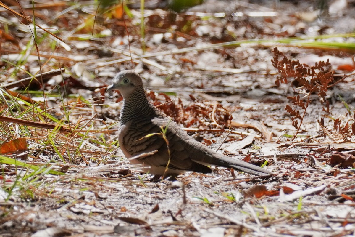 Peaceful Dove - ML608423580