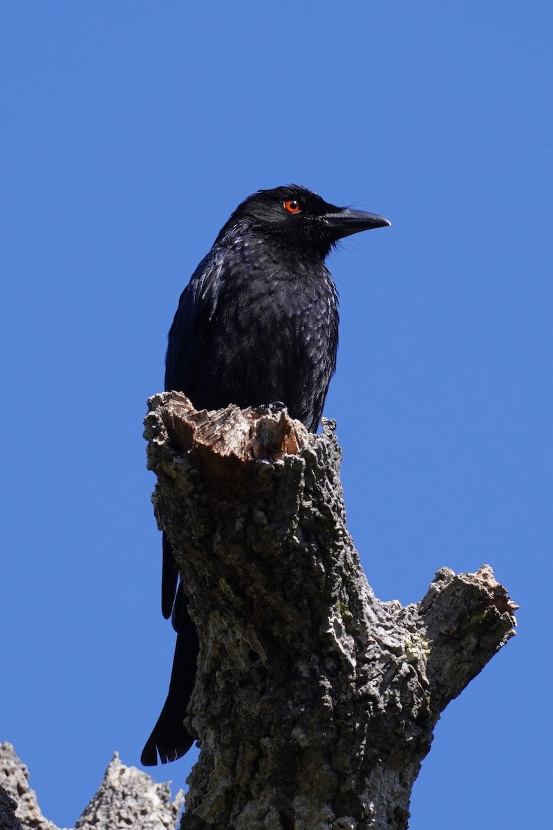 Spangled Drongo - ML608423592