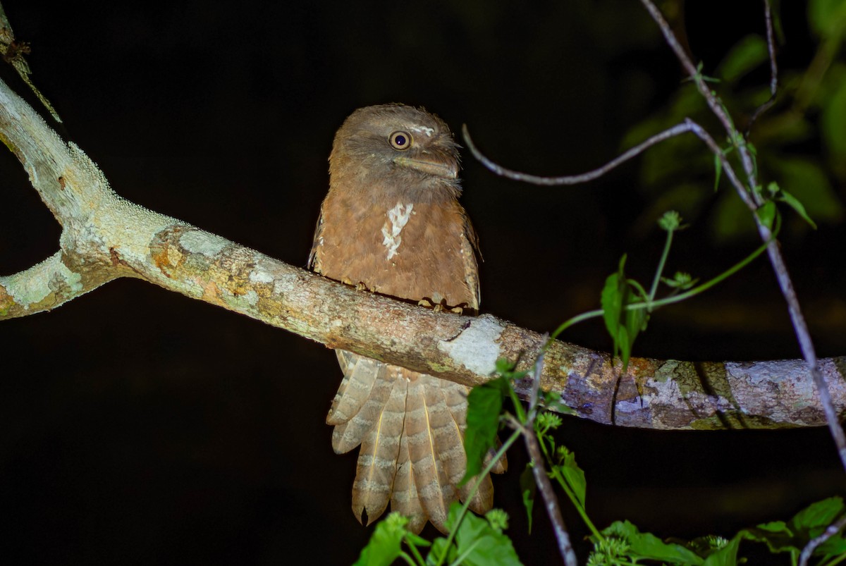 Solomons Frogmouth - ML608423644