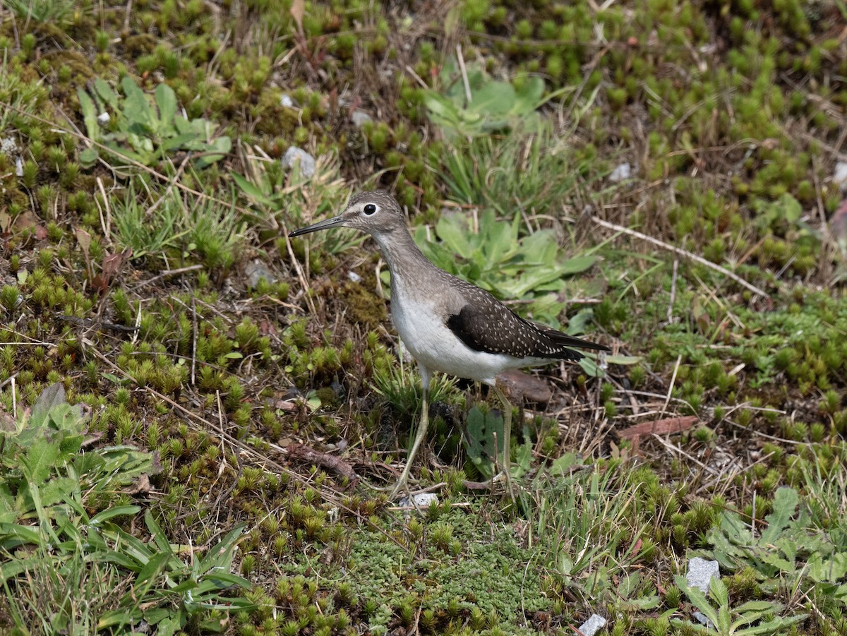 Solitary Sandpiper - ML608423660