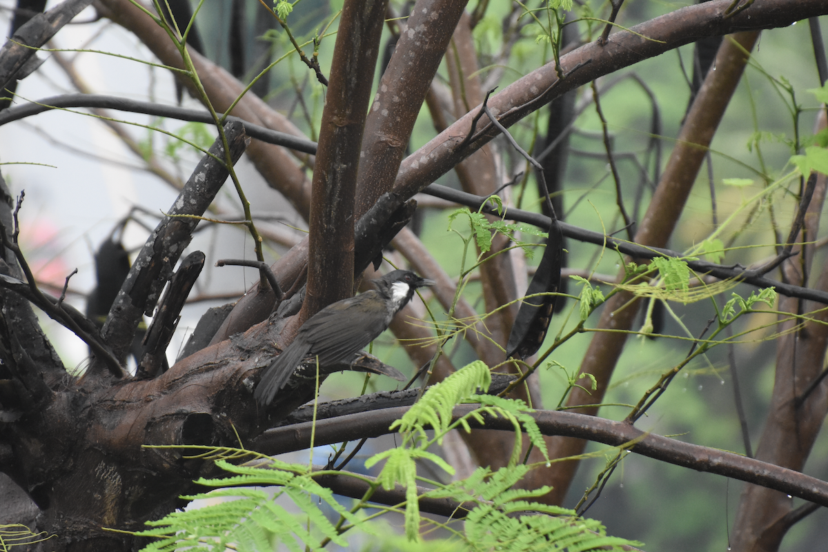 Black-throated Laughingthrush - ML608423700