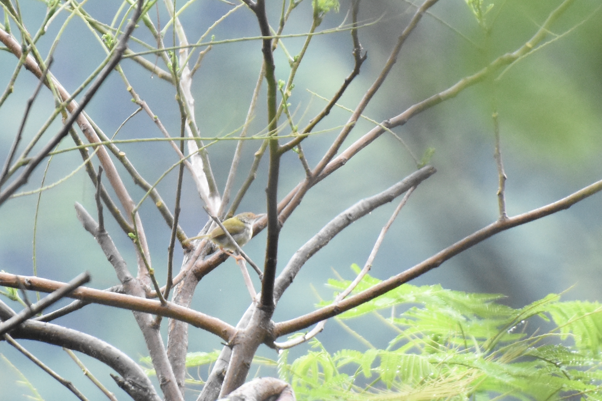 Common Tailorbird - Adolfo Castro