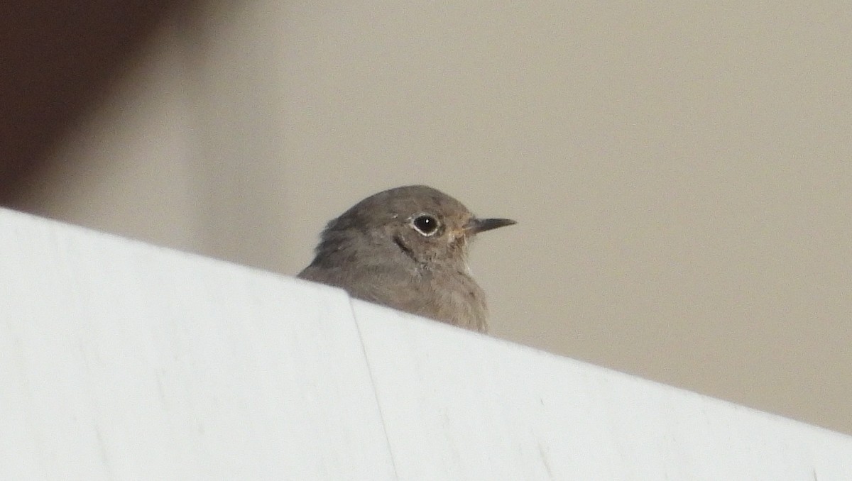 Black Redstart - ML608423720