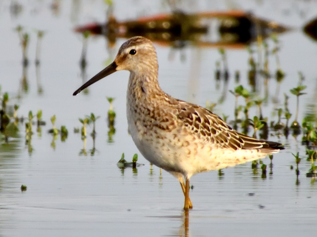 Stilt Sandpiper - ML608423760