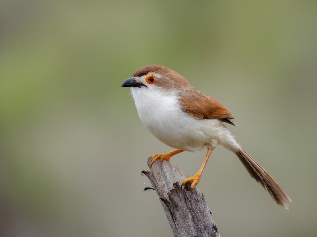 Yellow-eyed Babbler - ML608423803