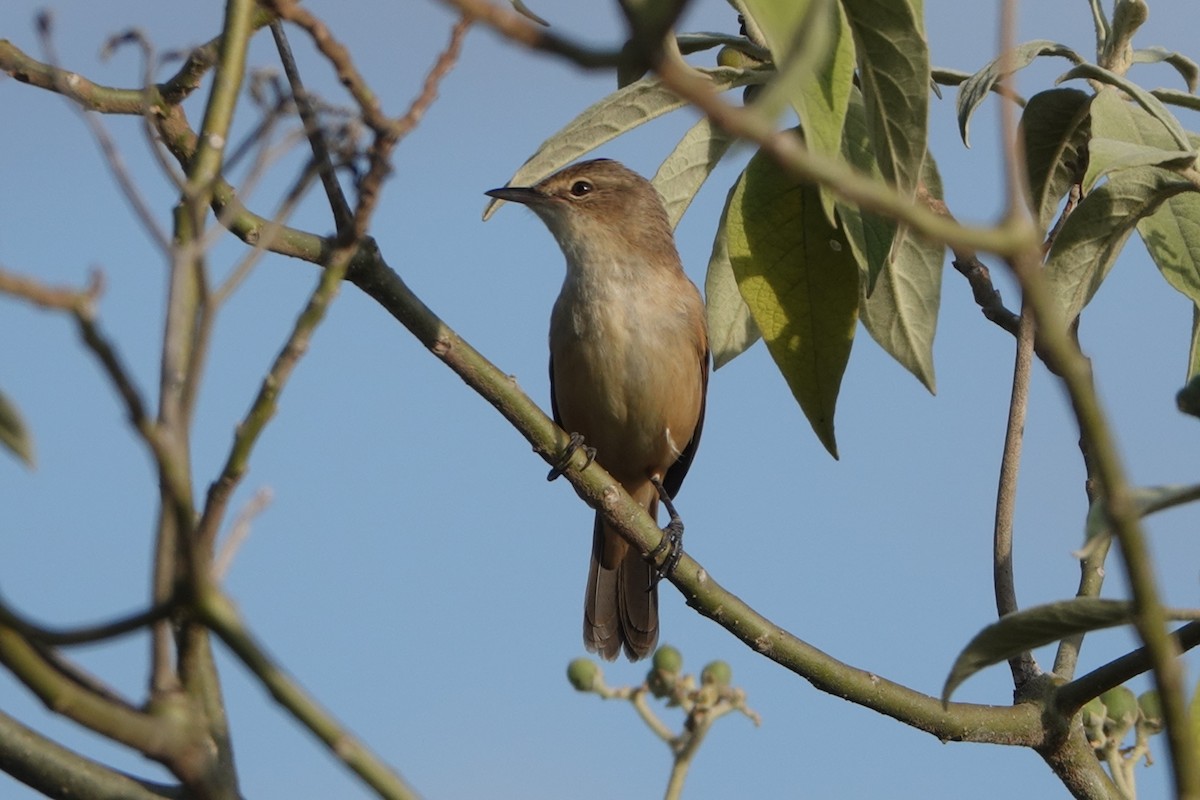 Australian Reed Warbler - Randall Richardson