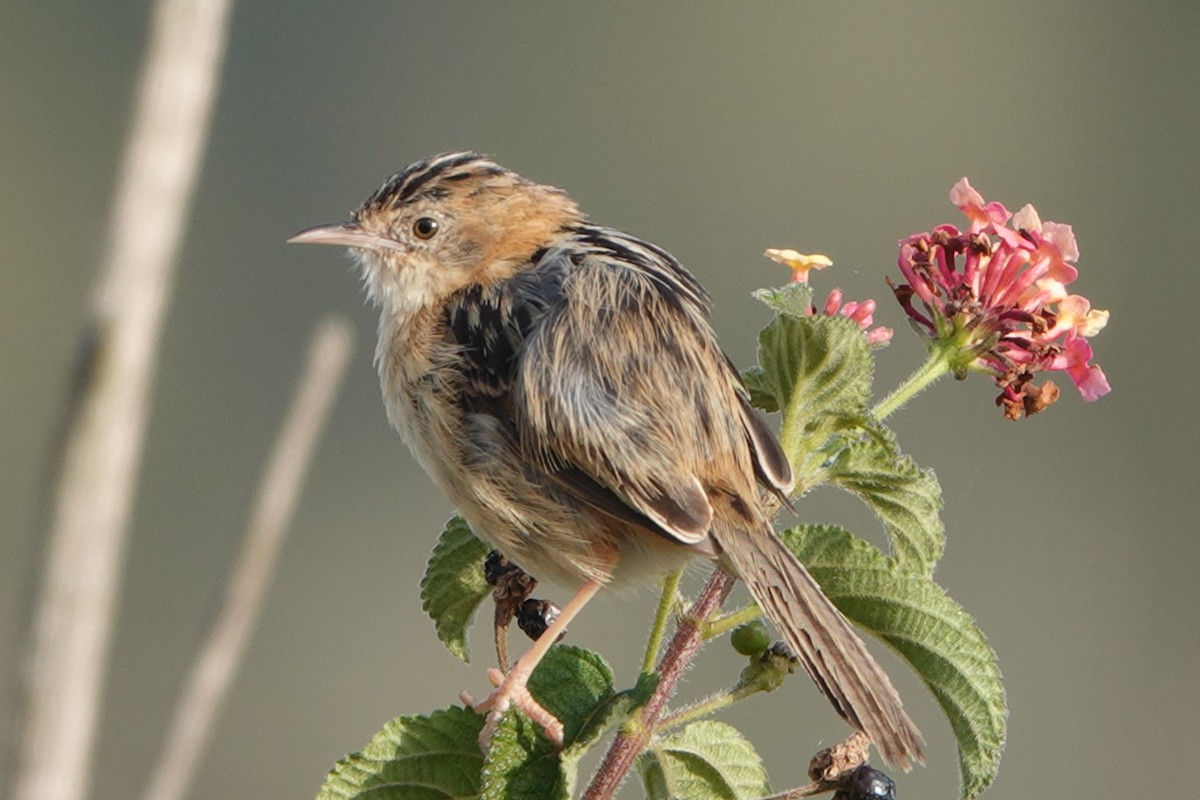 Golden-headed Cisticola - Randall Richardson