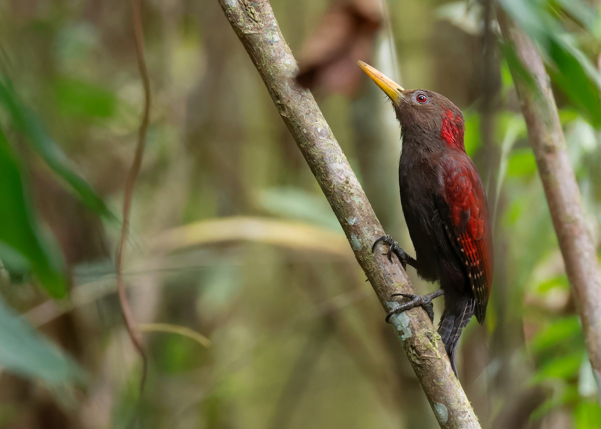 Maroon Woodpecker - ML608423893