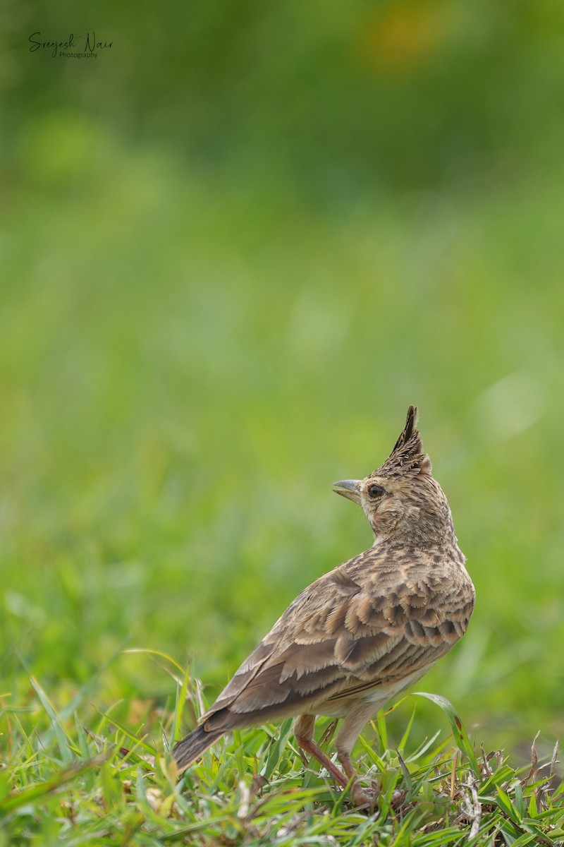 Malabar Lark - ML608423946