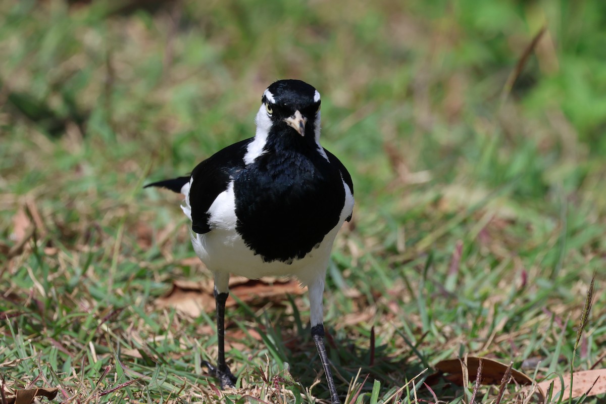 Magpie-lark - ML608424052