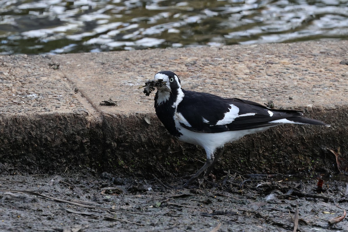 Magpie-lark - ML608424060