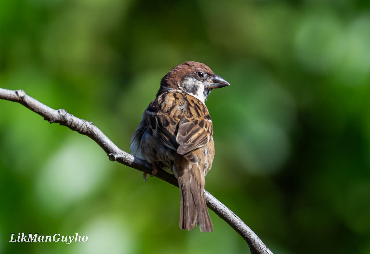 Eurasian Tree Sparrow - ML608424163