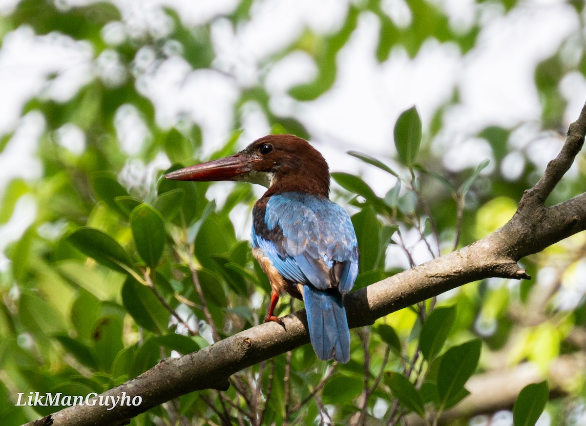 White-throated Kingfisher - ML608424165