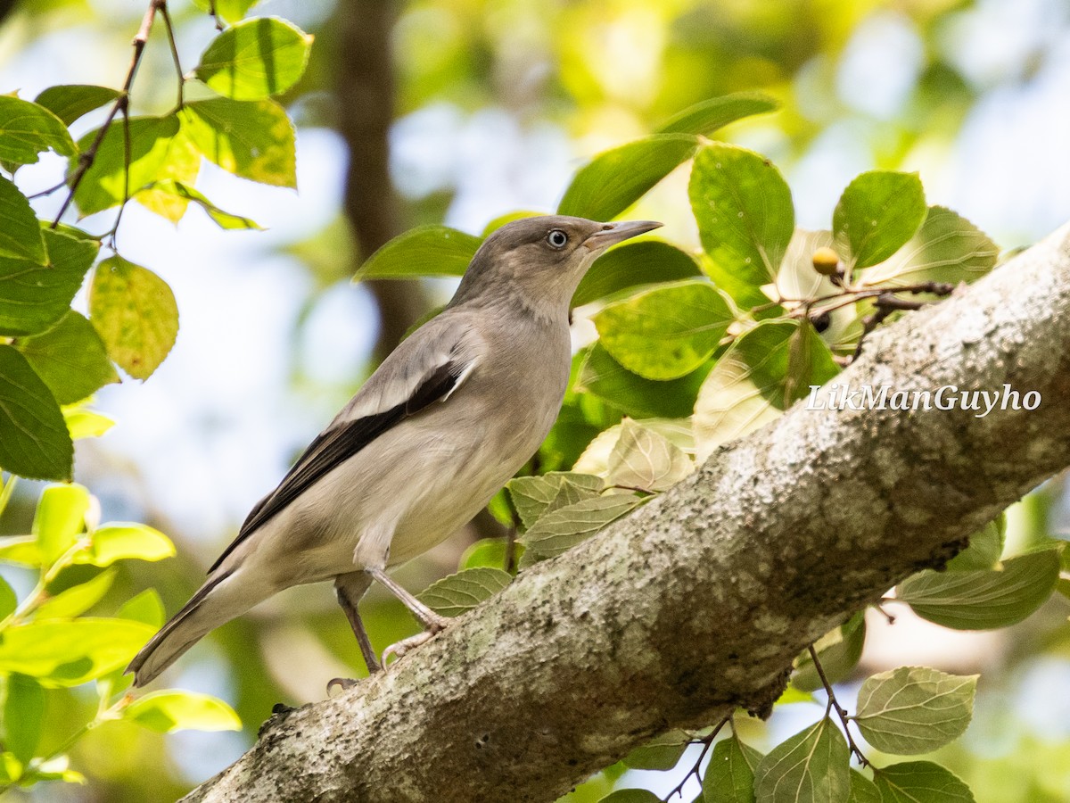 White-shouldered Starling - ML608424171