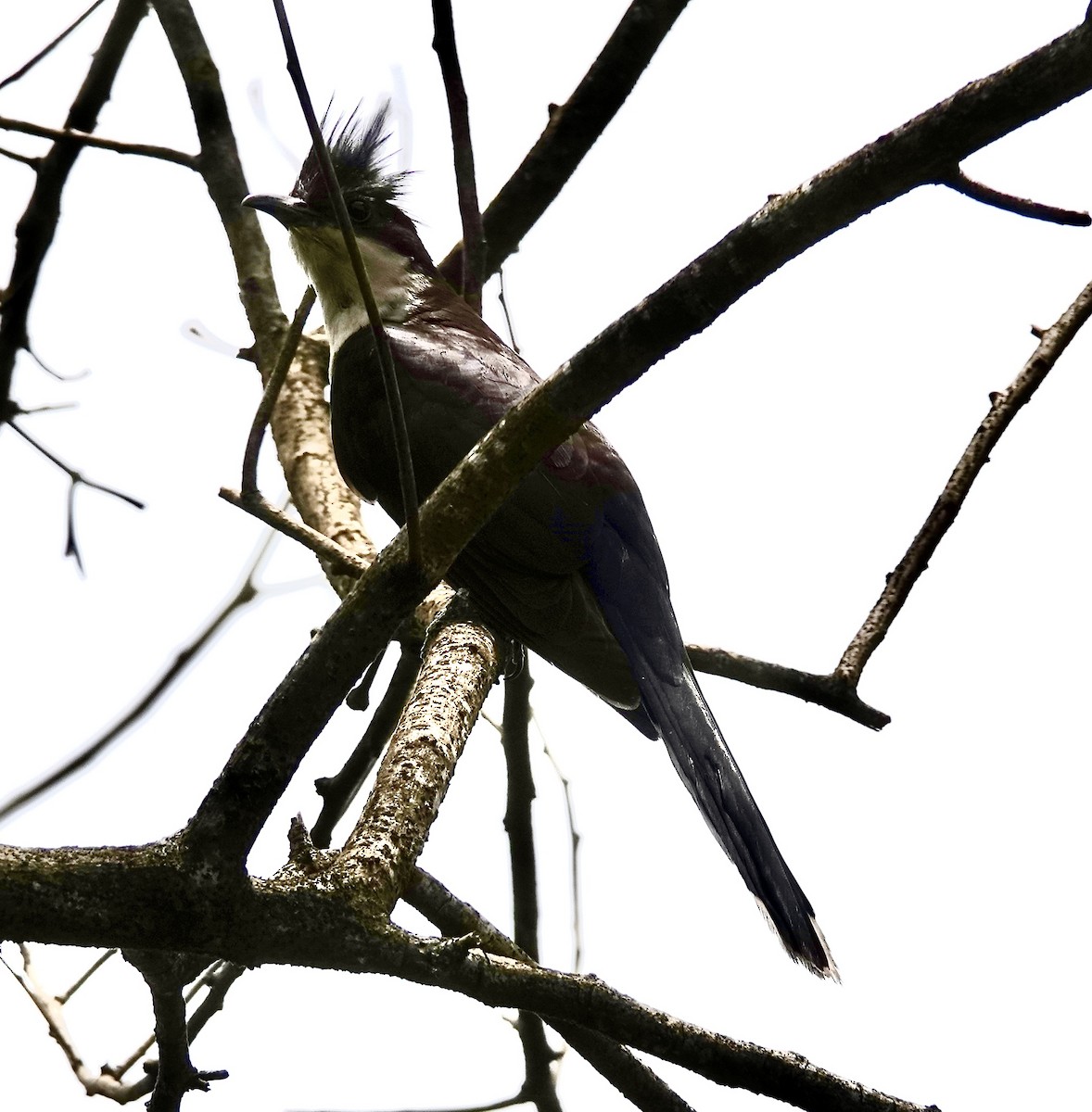 Pied Cuckoo - ML608424348