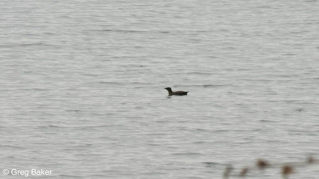 Marbled Murrelet - ML608424413