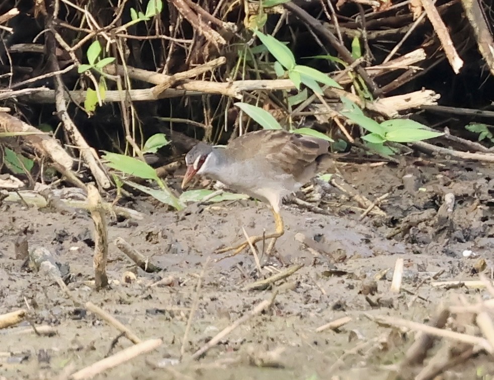 White-browed Crake - ML608424662